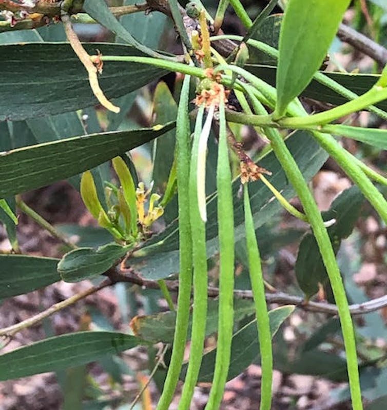 Acacia longifolia subsp. longifolia has quite long, thin seed pods.